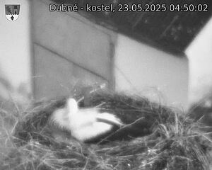 Capi_Dubne_20250523_045002.jpg (1350 x 1080)