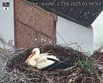 Capi_Dubne_20250523_050002.jpg