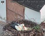 Capi_Dubne_20250523_051504.jpg