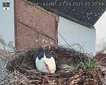 Capi_Dubne_20250523_052004.jpg