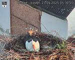 Capi_Dubne_20250523_053003.jpg