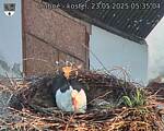 Capi_Dubne_20250523_053504.jpg