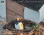 Capi_Dubne_20250523_054002.jpg