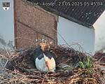 Capi_Dubne_20250523_054504.jpg
