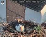 Capi_Dubne_20250523_055004.jpg