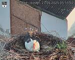 Capi_Dubne_20250523_055502.jpg