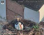 Capi_Dubne_20250523_060503.jpg