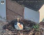 Capi_Dubne_20250523_061002.jpg