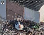 Capi_Dubne_20250523_062002.jpg