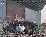 Capi_Dubne_20250523_063002.jpg