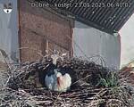 Capi_Dubne_20250523_064002.jpg