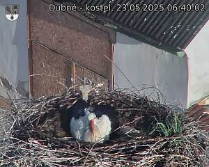 Capi_Dubne_20250523_064002.jpg (1350 x 1080)