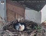 Capi_Dubne_20250523_064504.jpg