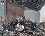 Capi_Dubne_20250523_065004.jpg