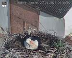 Capi_Dubne_20250523_065502.jpg