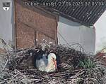 Capi_Dubne_20250523_070504.jpg