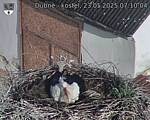 Capi_Dubne_20250523_071004.jpg