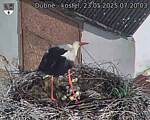 Capi_Dubne_20250523_072003.jpg