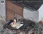 Capi_Dubne_20250523_072502.jpg