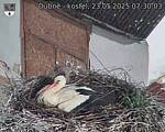 Capi_Dubne_20250523_073003.jpg