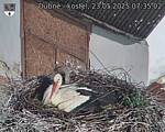 Capi_Dubne_20250523_073502.jpg