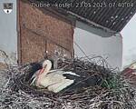 Capi_Dubne_20250523_074004.jpg