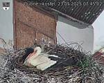 Capi_Dubne_20250523_074502.jpg
