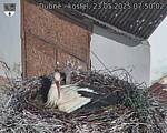 Capi_Dubne_20250523_075002.jpg