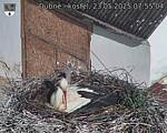 Capi_Dubne_20250523_075504.jpg