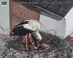 Capi_Dubne_20250523_080002.jpg