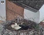 Capi_Dubne_20250523_080504.jpg