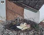 Capi_Dubne_20250523_081502.jpg