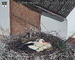 Capi_Dubne_20250523_082004.jpg
