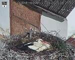 Capi_Dubne_20250523_082502.jpg