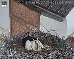 Capi_Dubne_20250523_083004.jpg