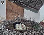 Capi_Dubne_20250523_083504.jpg