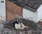 Capi_Dubne_20250523_084002.jpg