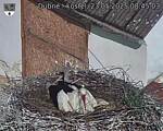 Capi_Dubne_20250523_084503.jpg