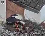 Capi_Dubne_20250523_085004.jpg