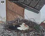 Capi_Dubne_20250523_085502.jpg