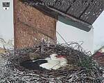 Capi_Dubne_20250523_090502.jpg