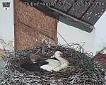 Capi_Dubne_20250523_091004.jpg