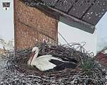 Capi_Dubne_20250523_095004.jpg