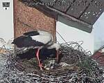 Capi_Dubne_20250523_100002.jpg