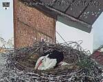 Capi_Dubne_20250523_100502.jpg