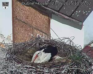 Capi_Dubne_20250523_100502.jpg (1350 x 1080)