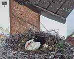 Capi_Dubne_20250523_101003.jpg