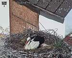 Capi_Dubne_20250523_101502.jpg
