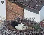 Capi_Dubne_20250523_102503.jpg