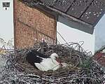 Capi_Dubne_20250523_103502.jpg